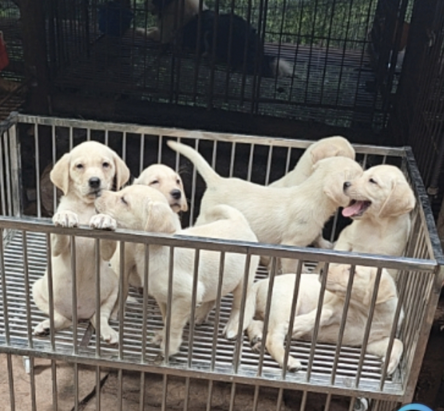 纯种拉布拉多，本犬舍自家繁殖小狗，每一个小狗三针疫苗，好喂好养。
